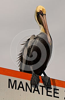 Brown pelican on manatee sign