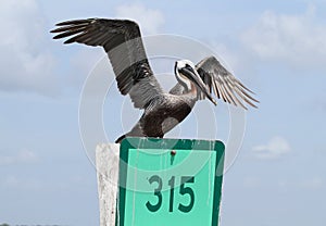 Brown Pelican on marker 315