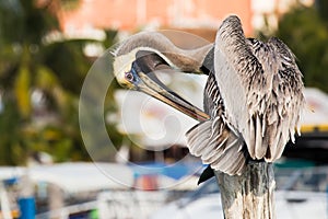 Brown Pelican on mexican Mujeres island