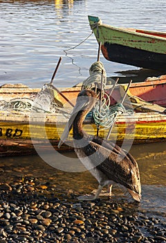Brown pelican next to the boats on the dock.