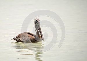 Brown Pelican on the Ocean in Mexico