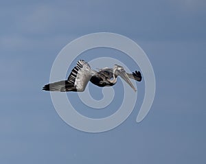 Brown Pelican over Tampa Bay #2