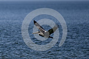 Brown Pelican over Tampa Bay #3