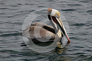 Brown Pelican, Pacific Ocean