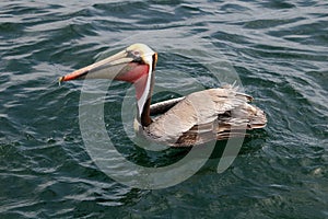 Brown Pelican, Pacific Ocean