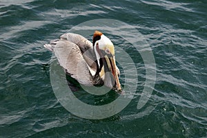 Brown Pelican, Pacific Ocean
