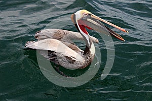 Brown Pelican, Pacific Ocean