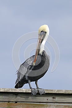 Brown pelican, pelecanus occidentalis photo