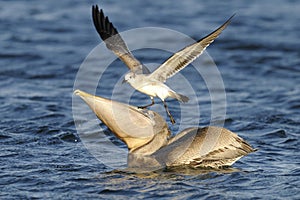 Brown pelican, pelecanus occidentalis