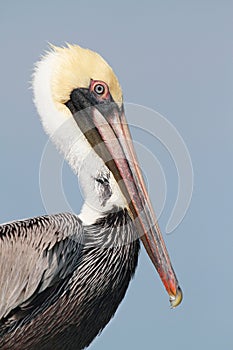 Brown Pelican (pelecanus occidentalis)