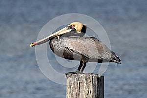 Brown Pelican (pelecanus occidentalis)