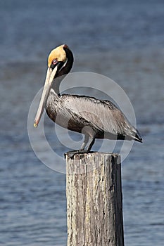 Brown Pelican (pelecanus occidentalis)