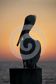 Brown Pelican, Pelecanus occidentalis photo