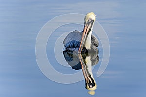 Brown pelican, pelecanus occidentalis