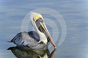 Brown pelican, pelecanus occidentalis