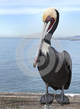 Hnedý pelikán 