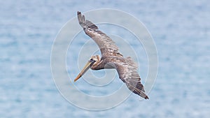 Brown pelican (Pelecanus occidentalis)