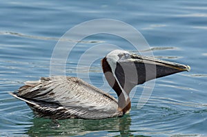 Brown Pelican (Pelecanus Occidentalis)