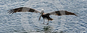 Brown Pelican (Pelecanus Occidentalis)