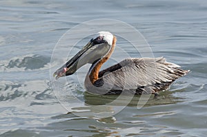 Brown Pelican (Pelecanus Occidentalis)