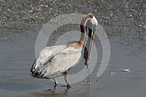 Brown Pelican (Pelecanus Occidentalis)