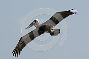 Brown Pelican (Pelecanus Occidentalis)