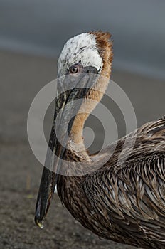 Brown Pelican (Pelecanus Occidentalis)