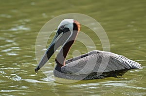 Brown Pelican (Pelecanus Occidentalis)