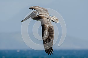 Brown Pelican (Pelecanus Occidentalis)