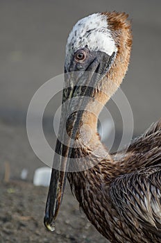 Brown Pelican (Pelecanus Occidentalis)