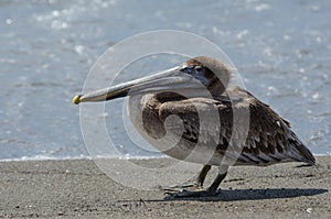 Brown Pelican (Pelecanus Occidentalis)