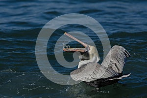 Brown Pelican (Pelecanus Occidentalis)