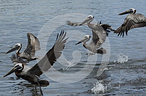 Brown Pelican (Pelecanus Occidentalis)