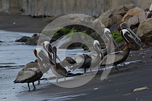 Brown Pelican (Pelecanus Occidentalis)