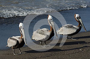 Brown Pelican (Pelecanus Occidentalis)