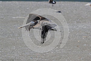 brown pelican (Pelecanus occidentalis) California,USA