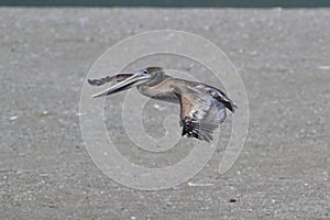 brown pelican (Pelecanus occidentalis) California,USA