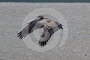 brown pelican (Pelecanus occidentalis) California,USA