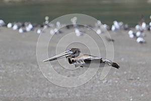 brown pelican (Pelecanus occidentalis) California,USA