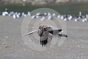 brown pelican (Pelecanus occidentalis) California,USA