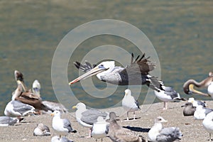 brown pelican (Pelecanus occidentalis) California,USA