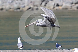 brown pelican (Pelecanus occidentalis) California,USA