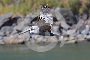 brown pelican (Pelecanus occidentalis) California,USA