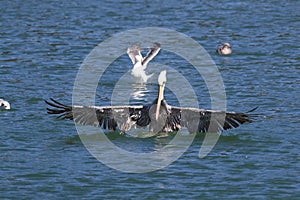 brown pelican (Pelecanus occidentalis) California,USA