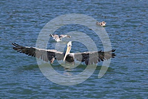 brown pelican (Pelecanus occidentalis) California,USA