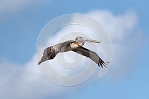Brown Pelican Pelecanus occidentalis in flight near mahahual, quintana roo, mexico