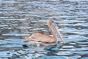 A brown pelican Pelecanus occidentalis floating in the pacific ocean. Seabird floating near Isla de la Plata Plata Island,