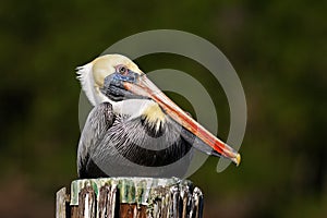 Brown Pelican, Pelecanus occidentalis, Florida, USA