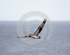 Brown Pelican (Pelecanus occidentalis) flying over the Pacific Ocean