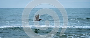 Brown pelican Pelecanus occidentalis flying over surf at Tybee Island in Georgia